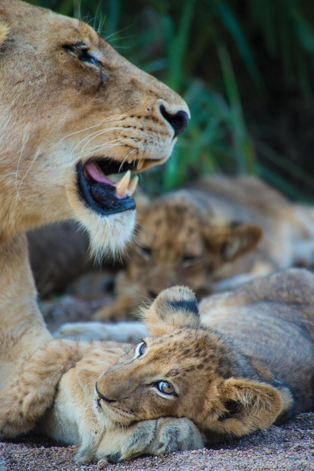 Lion Sands - Tinga Lodge Skukuza Εξωτερικό φωτογραφία